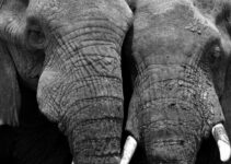Les Éléphants dans l’Art Contemporain : Un Voyage en Terre Sauvage