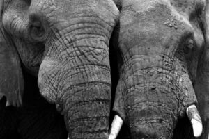 Les Éléphants dans l’Art Contemporain : Un Voyage en Terre Sauvage